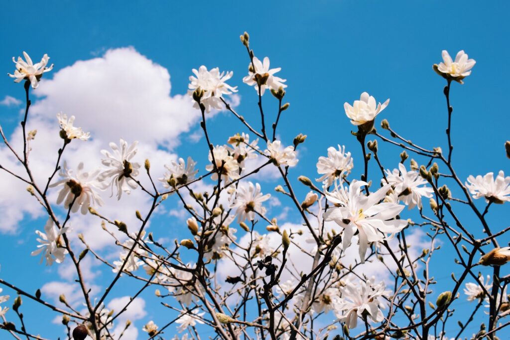 White blooming magnolia tree