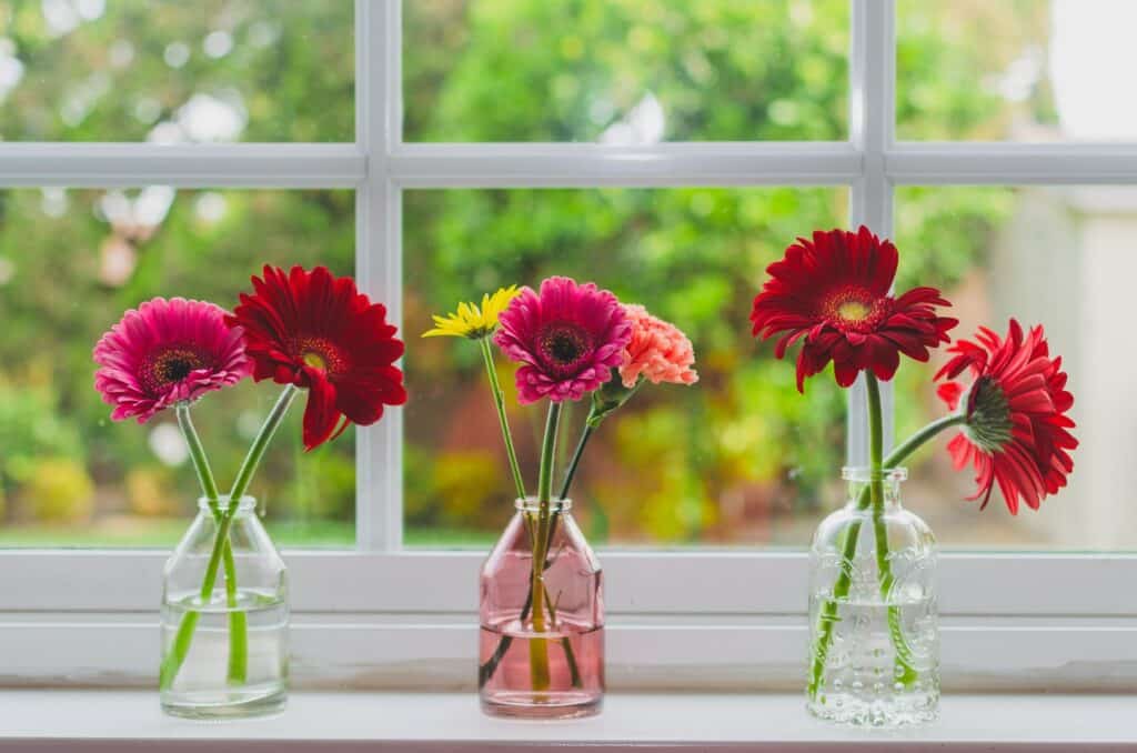 Colorful daisies in vases