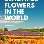 The Most Beautiful Flowers in the World Pinterest pin with a field of flowers