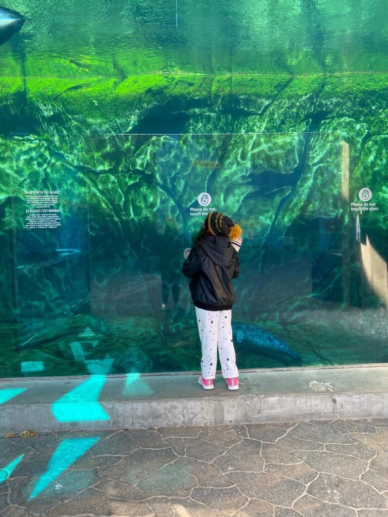 Child looking at an aquarium.