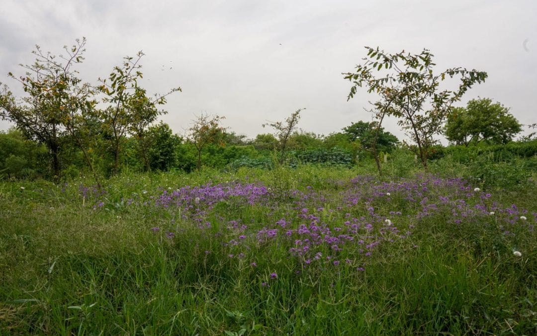 How to Encourage Biodiversity in Your Yard