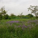 Yard that has been cultivated to Encourage Biodiversity