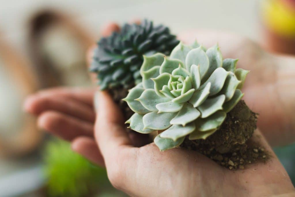 Gorgeous Gift Ideas for Succulent Lovers