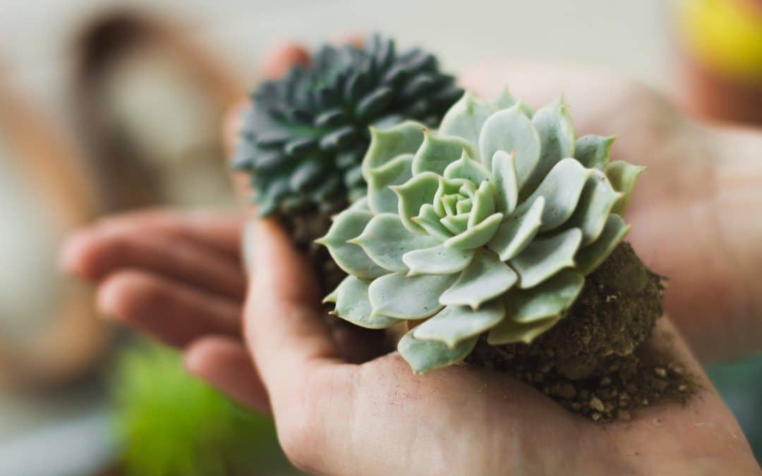 65 Gorgeous Gift Ideas for Succulent Lovers