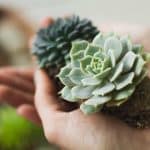 Gorgeous Gift Ideas for Succulent Lovers