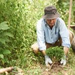 Mature man busy with gardening in his backyard