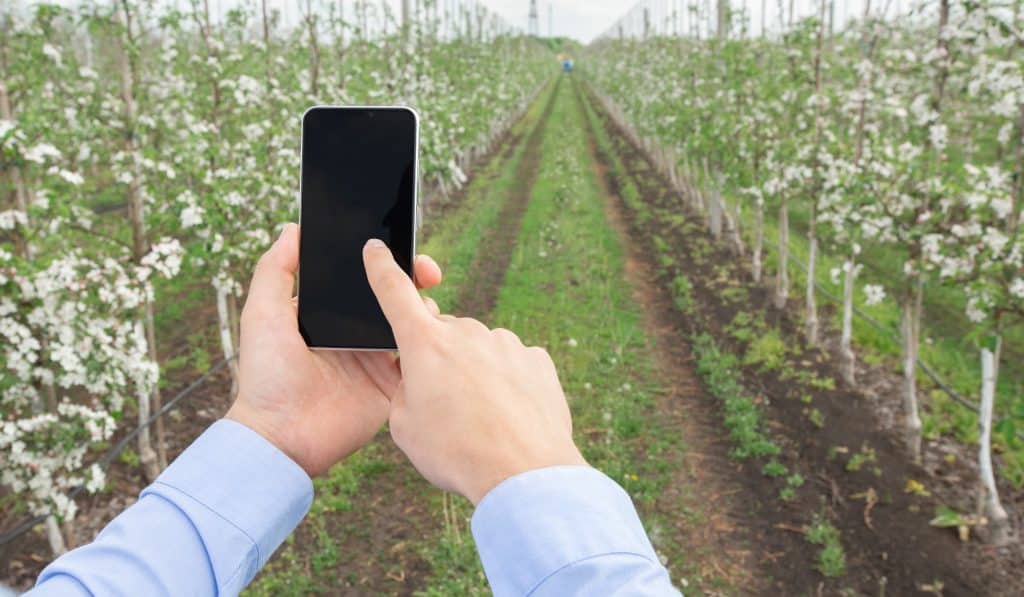 Person hand holding smartphone with blank screen and working on plantation with apple trees with white flowers in the spring