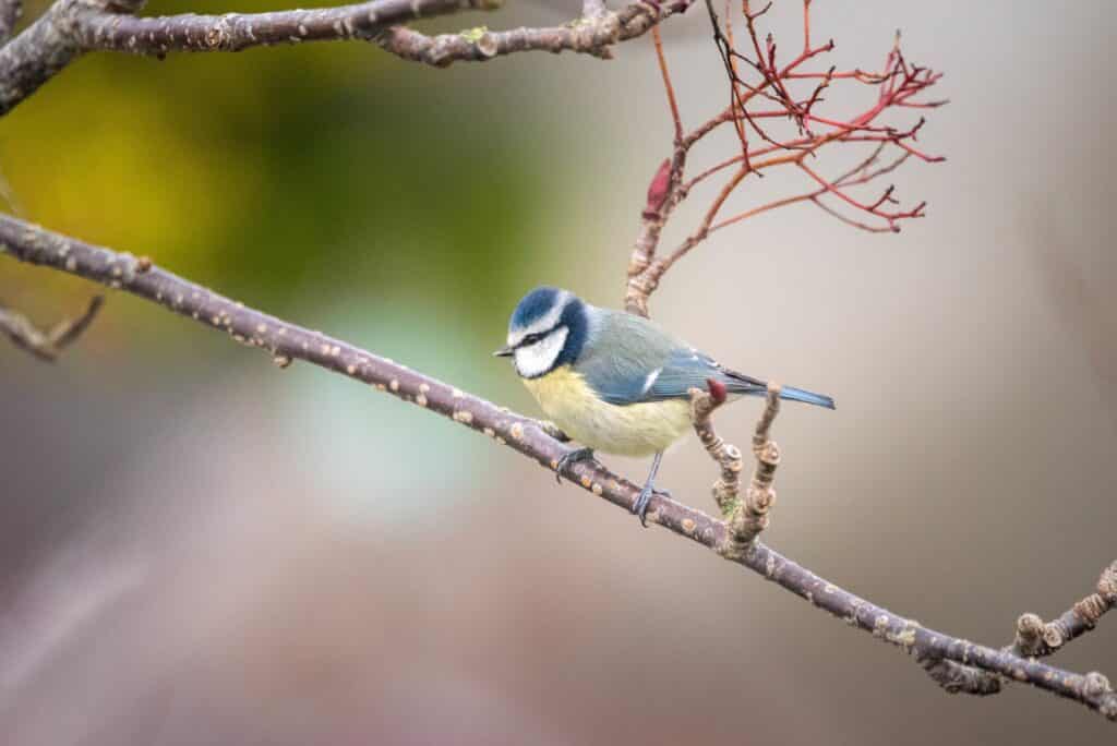 A blue and yellow bird on a branch