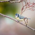 A blue and yellow bird on a branch